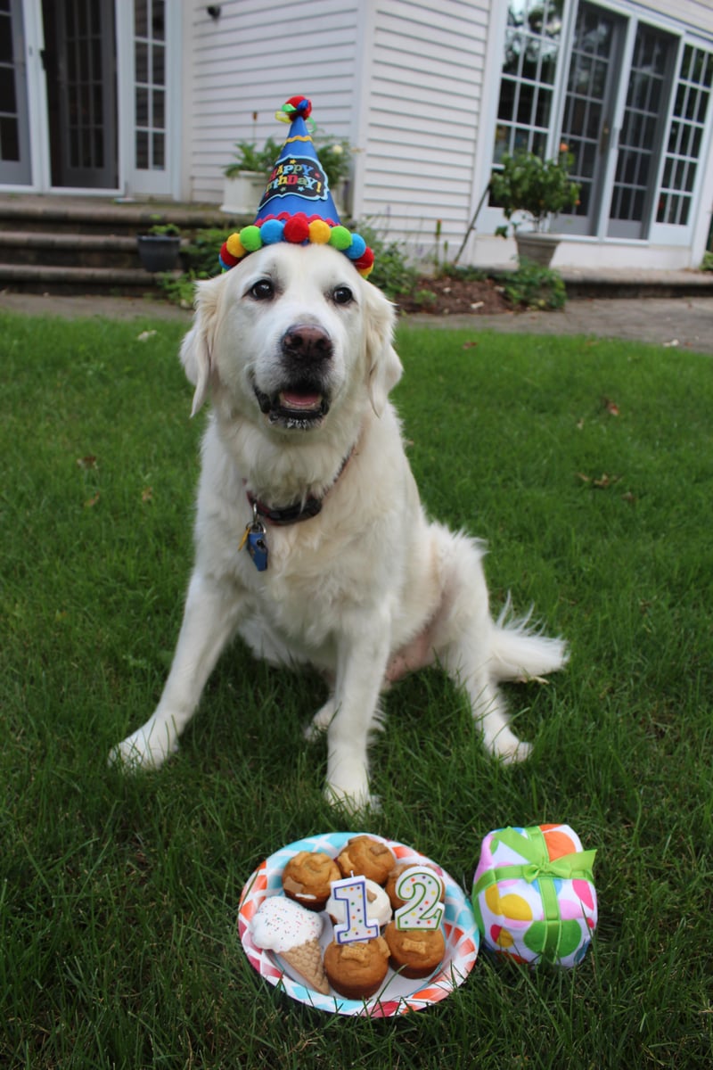 How to Throw a Puptastic Birthday Party