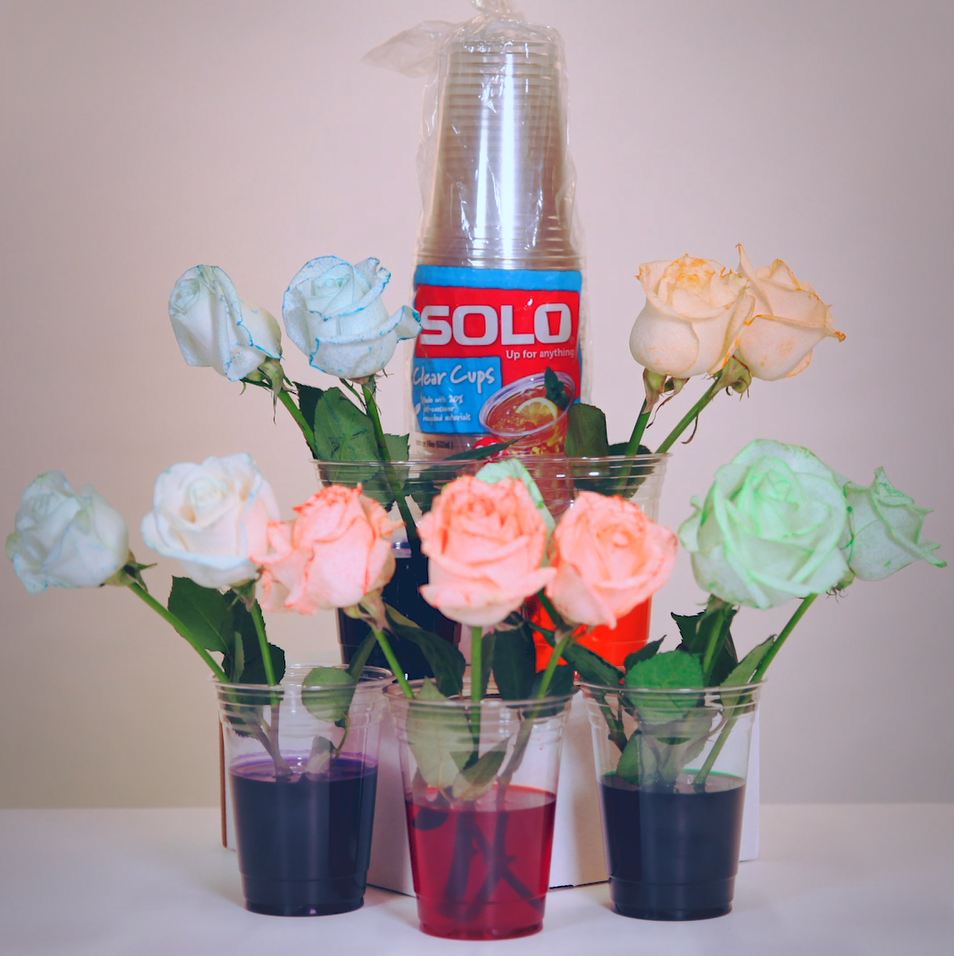 STEM with SOLO Flower Coloring Experiment